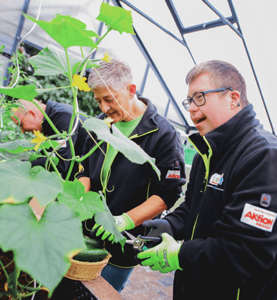 In einem Gewächshaus stehen drei Personen. Sie tragen Gartenhandschuhe und beschneiden gemeinsam einige Pflanzen. Eine der drei Personen hat das Down-Syndrom.